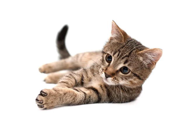 화이트에 누워 고양이 — 스톡 사진