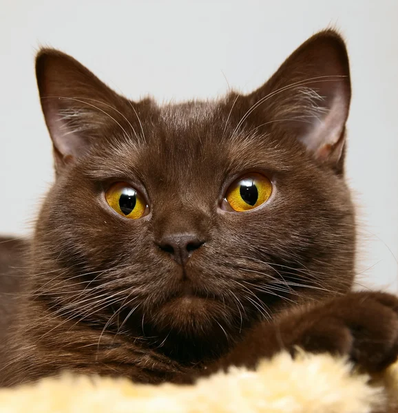 Hnědá kočka se žlutýma očima — Stock fotografie