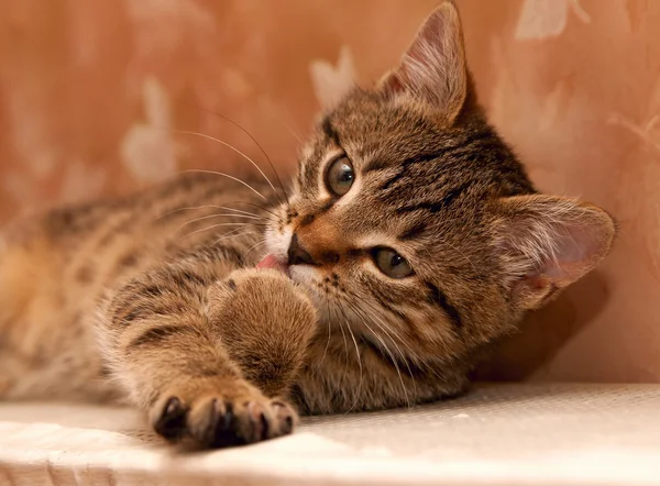 그녀의 발을 세척 하는 고양이 — 스톡 사진