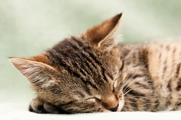 Сон кошки Табби — стоковое фото