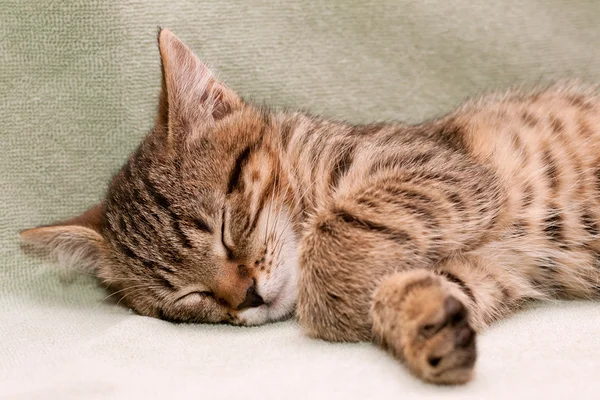 Tabby gato dorme — Fotografia de Stock