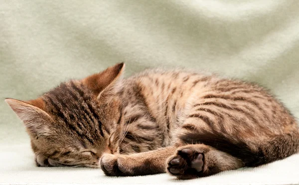 Pręgowany kot śpi — Zdjęcie stockowe