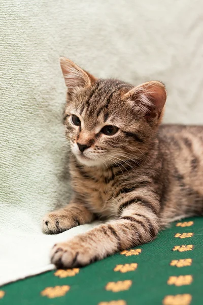 침대에 누워 줄무늬 고양이 — 스톡 사진