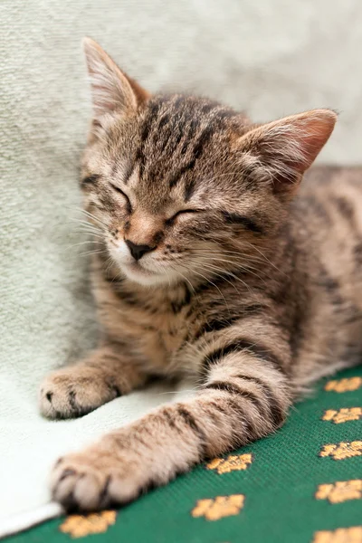 Табби-кот спит на кровати — стоковое фото