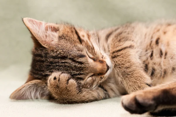 Tekir kedi uyur — Stok fotoğraf