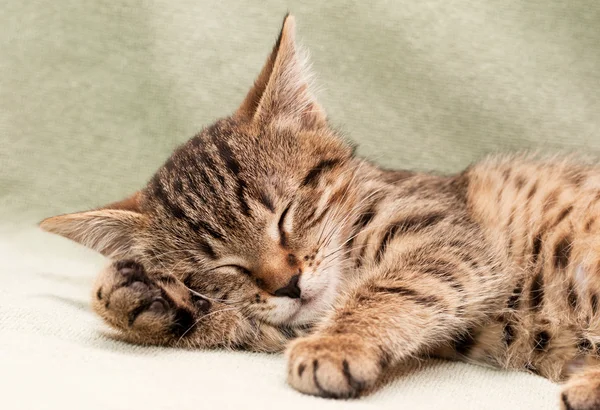 Tekir kedi yatakta uyur — Stok fotoğraf