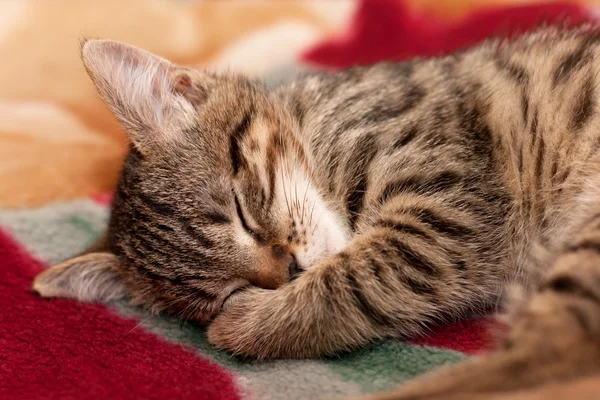 Полосатый котенок спит — стоковое фото