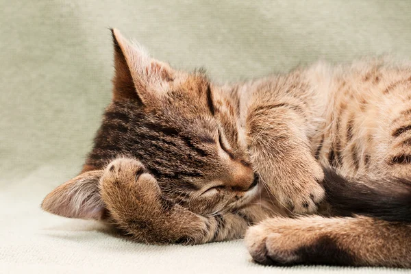 Pręgowany kot leżący na łóżku — Zdjęcie stockowe