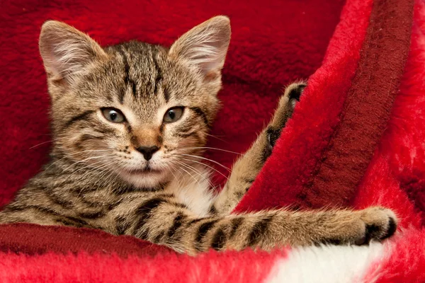 Кошеня на червоній ковдрі — стокове фото