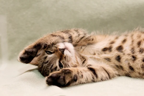 Mourovatá kočka ležící na posteli — Stock fotografie