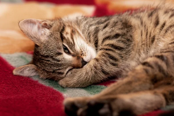 Rozłożony kociak snu — Zdjęcie stockowe