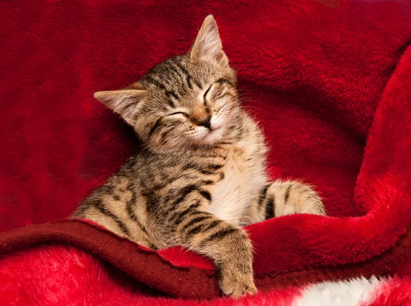 Γατάκι σε ένα κόκκινο κουβέρτα — Φωτογραφία Αρχείου