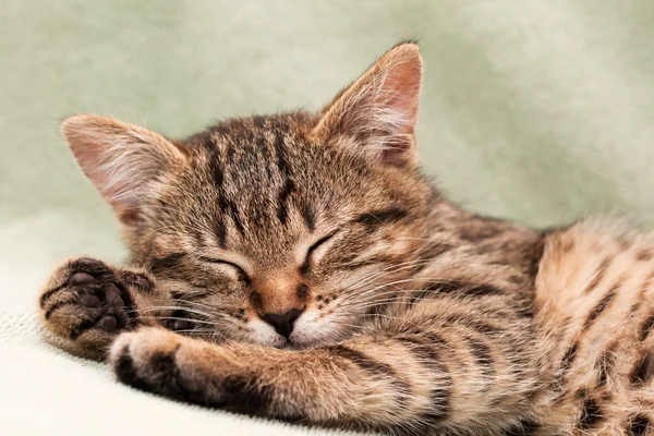Mourovatá kočka ležící na posteli — Stock fotografie