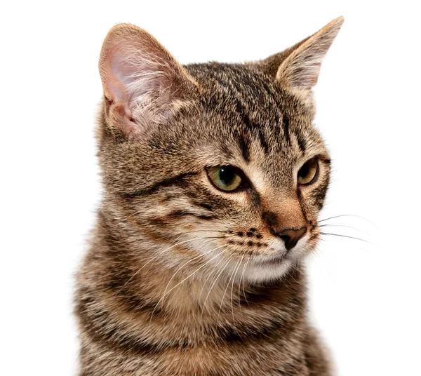 화이트에 교묘한 고양이 — 스톡 사진