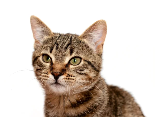 화이트에 교묘한 고양이 — 스톡 사진