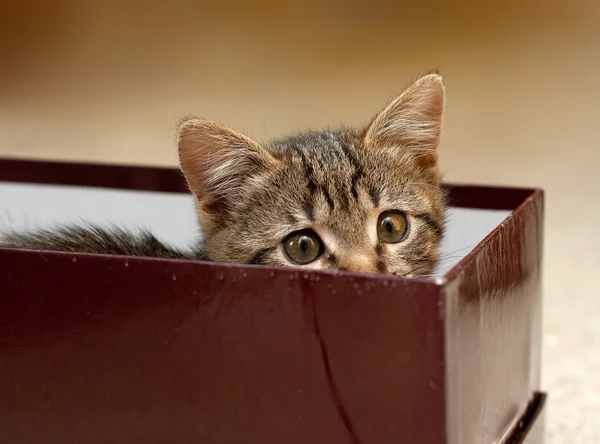 Kitten in Box — Stock Photo, Image