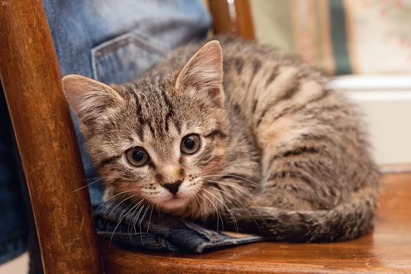 Кот на джинсах — стоковое фото