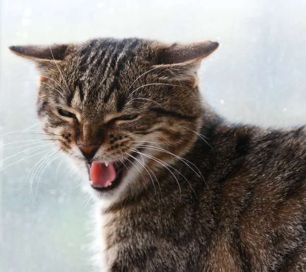 ปัสสาวะแมว — ภาพถ่ายสต็อก