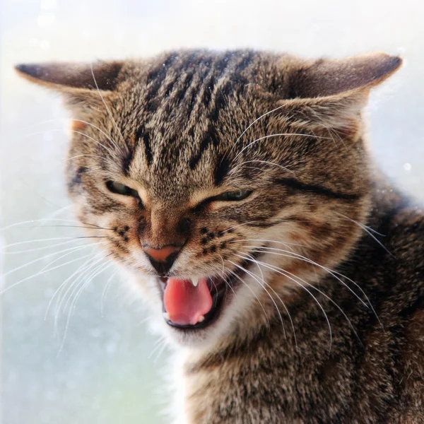 Шипящее кошачье лицо — стоковое фото