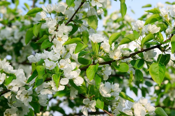 Blossoming branch of an apple-tree — Stock Photo, Image
