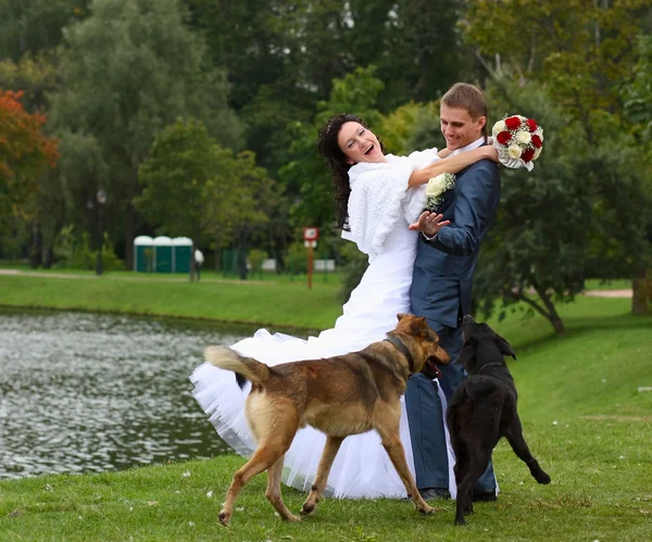 Bride and Groom Outside and dogs — Stock Photo, Image