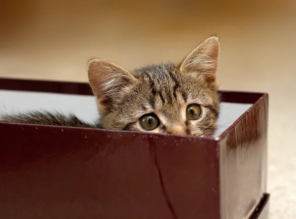 stock image Kitten in Box