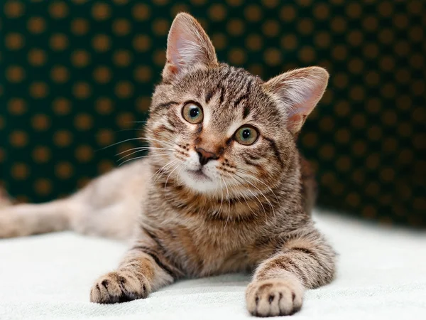 Tabby Cat posa e aspetto — Foto Stock