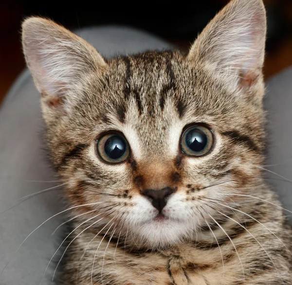 Angry kitten — Stock Photo, Image