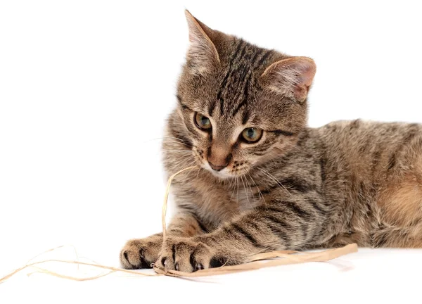 Tabby gato acostado en blanco — Foto de Stock