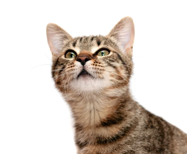 Tabby cat looks with interest — Stock Photo, Image