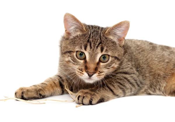 Γάτα Τάμπι τοποθέτηση και εμφάνιση — Φωτογραφία Αρχείου