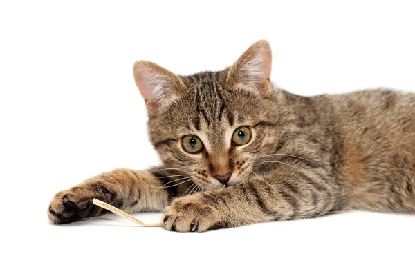 Tabby-Katze legt auf und sieht aus — Stockfoto