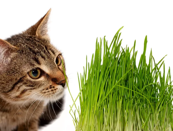 stock image Cat smelling a green grass