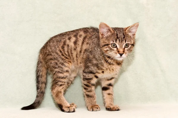 그린에 서 있는 줄무늬 고양이 — 스톡 사진