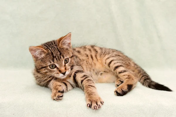 줄무늬 고양이 침대에 자 — 스톡 사진