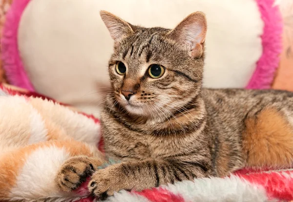 枕の上の猫のうそ — ストック写真