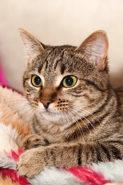 Kedi yastık üzerinde yalan — Stok fotoğraf