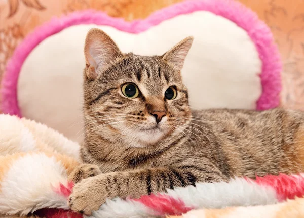 枕の上の猫のうそ — ストック写真