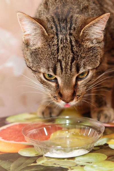 Gato Comer creme azedo — Fotografia de Stock
