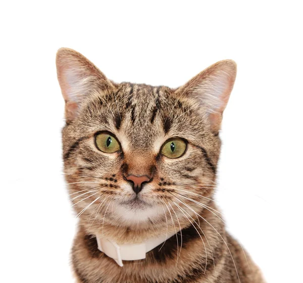 襟の縞模様の猫 — ストック写真