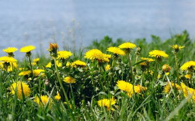 hekDandelions bir çayır üzerinde