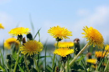 hekDandelions bir çayır üzerinde