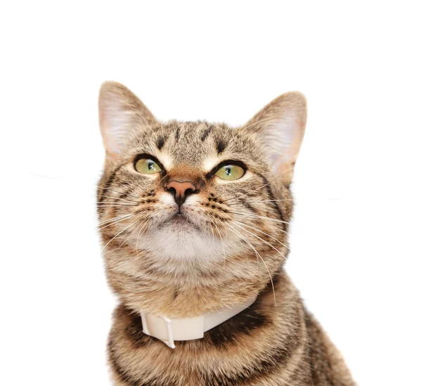 Gatto a strisce in un colletto — Foto Stock
