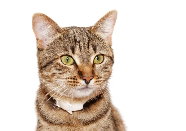 Striped cat in a collar — Stock Photo, Image