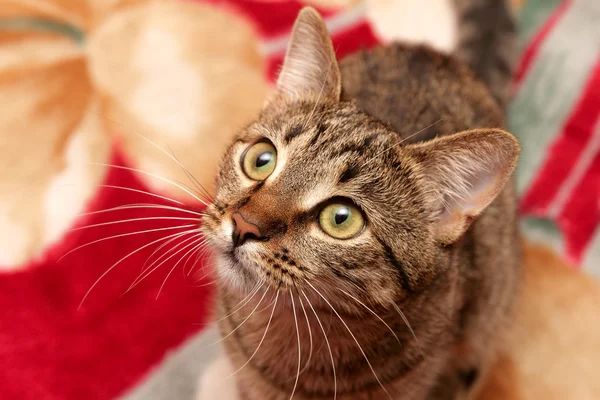 Кот с усами одеяло — стоковое фото