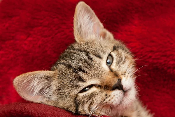 Kätzchen auf roter Decke — Stockfoto