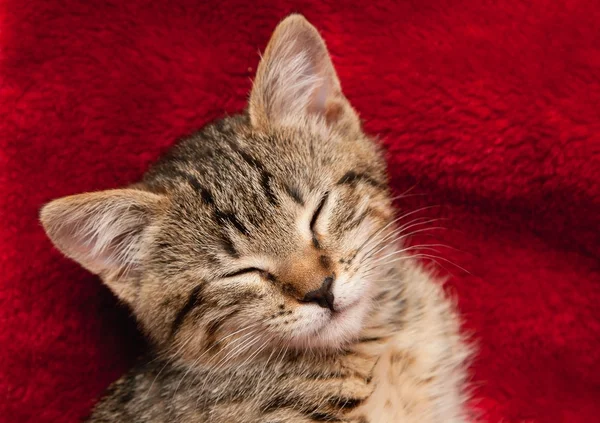 Gattino dormire su una coperta rossa — Foto Stock