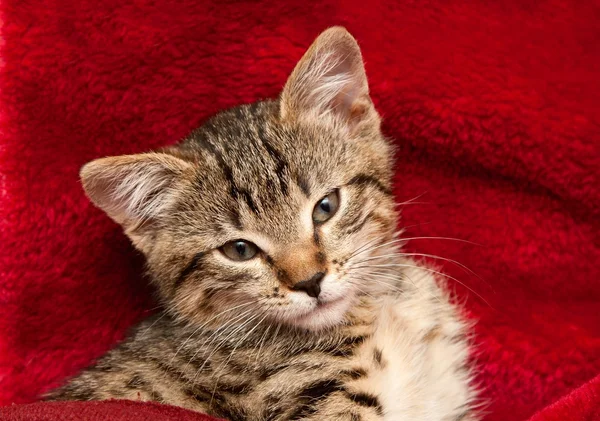 Kotek na czerwony koc — Zdjęcie stockowe