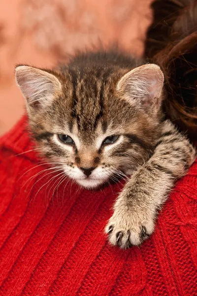 Kitten sleeps on a shoulder — Stock Photo, Image