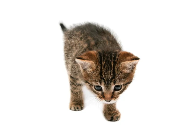 스테핑 고양이 — 스톡 사진